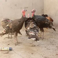 پنچ عدد بوقلمون ودوعدد خرس افغان|حیوانات مزرعه|کهنوج, |دیوار