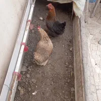 مرغ تخم‌گذاری