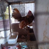 مرغ و خروس سبرایت