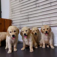 گلدنرتریور