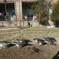 جوجه طاووس هندی و مصری