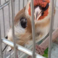 دوتا نر یه جوجه یه سره تازه صاف