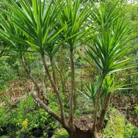 فروش یوکا زیبا و تنومند