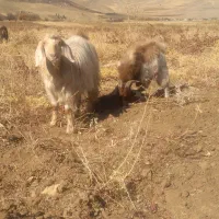 یک بز سه شیر ویک گیسک نر|حیوانات مزرعه|صحنه, |دیوار