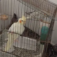 فروش عروس هلندی نروماده تخم‌گذار با قفس