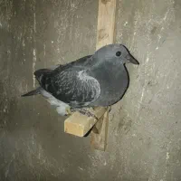 کبوتر|پرنده|برازجان, |دیوار