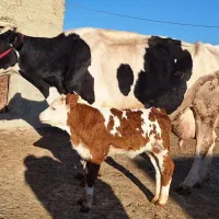 دو راس گاو شیری با دو گوساله سیمینتال