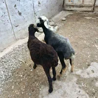 بره افشاری مخصوص پرواری (گوسفند)|حیوانات مزرعه|گنبد کاووس, |دیوار