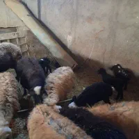 میش بره دار|حیوانات مزرعه|قزوین, |دیوار