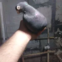 چند عدد کبوتر به دلیل نبود جفت|پرنده|میانه, |دیوار