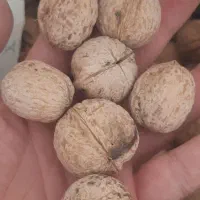 گردو|خوردنی و آشامیدنی|قم, باجک سه|دیوار