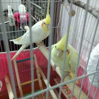 عروس هلندی|پرنده|اردبیل, |دیوار