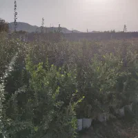 نهال انار واندر فول|گل و گیاه طبیعی|تهران, جوادیه|دیوار