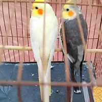 جفت عروس هلندی یک ساله