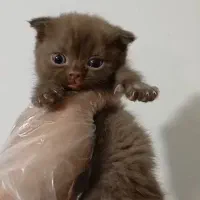 اسکاتیش و بیریتیش