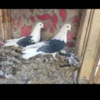 باسلام ازدم بدونه چونه دونه ای پانصدیاحق|پرنده|یزدان شهر, |دیوار