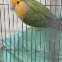 طوطی برزیلی|پرنده|پردیس, فاز ۸|دیوار