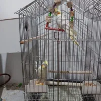 عروس هلندی معاوضه با قناری