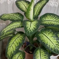 فروش گل دیفن ماخیای بزرگ|گل و گیاه طبیعی|قزوین, |دیوار