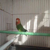 طوطی برزیلی اهلی