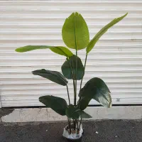 درختچه ها اکبند وارداتی( مدل پرنده بهشتی ۹برگ)