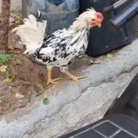 خروس گلین|حیوانات مزرعه|سنندج, |دیوار