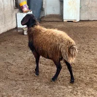 قوچ هموزیگوت و بره قوچ همو زیگوت