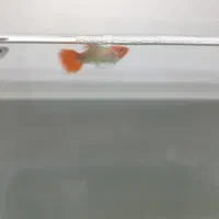 4عدد ماهی گوپی|ماهی|کرمانشاه, |دیوار