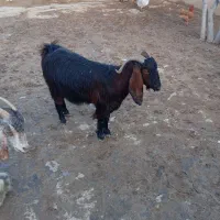 فروش بز.دوقلوزا