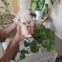 طوله سگ دوماه نیم شیتزو|سگ|مشهد, گلشور|دیوار