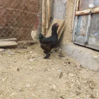 ۱۲ تا مرغ و خروس