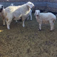 بره نر|حیوانات مزرعه|زابل, |دیوار