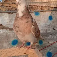 نر هما سرور|پرنده|نهاوند, |دیوار