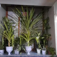 انواع گل ها