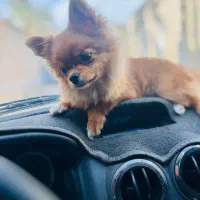 سگ پامر روباهی