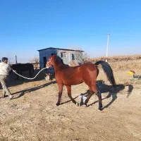 اسب نریان|اسب و تجهیزات اسب‌سواری|ماهیدشت, |دیوار