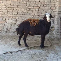 قوچ پرواری ۷۰ کیلویی سالم