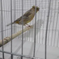 قناری سوپر ماده اماده