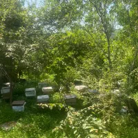 کندوی زنبورعسل