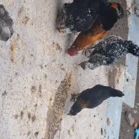 مرغ وخروس گلین ریش دار