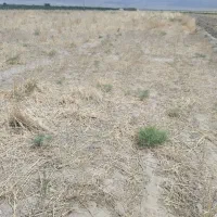 فروش پیاز زعفران در زیر زمین،اطراف نیشابور،