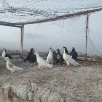 کفتر|پرنده|تربت‌حیدریه, پائین ولایت|دیوار