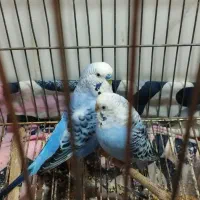 مرغ عشق مولد|پرنده|آبگرم, |دیوار