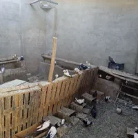 فروش کفتر|پرنده|کبودرآهنگ, |دیوار