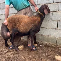 بره قوچ های ژندار افشار همو و هترو|حیوانات مزرعه|گرگان, |دیوار