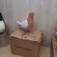 ماده سینه زرد درجه یک