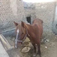 اسب 2سال اوست سه ماه آرام نجیب|اسب و تجهیزات اسب‌سواری|مشهد, كنويست|دیوار