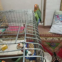بی جفت طوطی برزیلی نرماده بفروش می رسد|پرنده|اهواز, چهارصد دستگاه|دیوار
