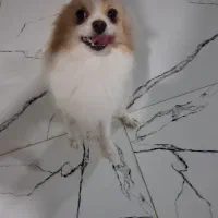 سگ نر|سگ|بندرعباس, |دیوار