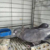 قهوه ای ساده پاپر درجه یک|پرنده|بهبهان, |دیوار